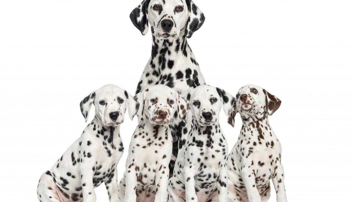 shutterstock_184611326