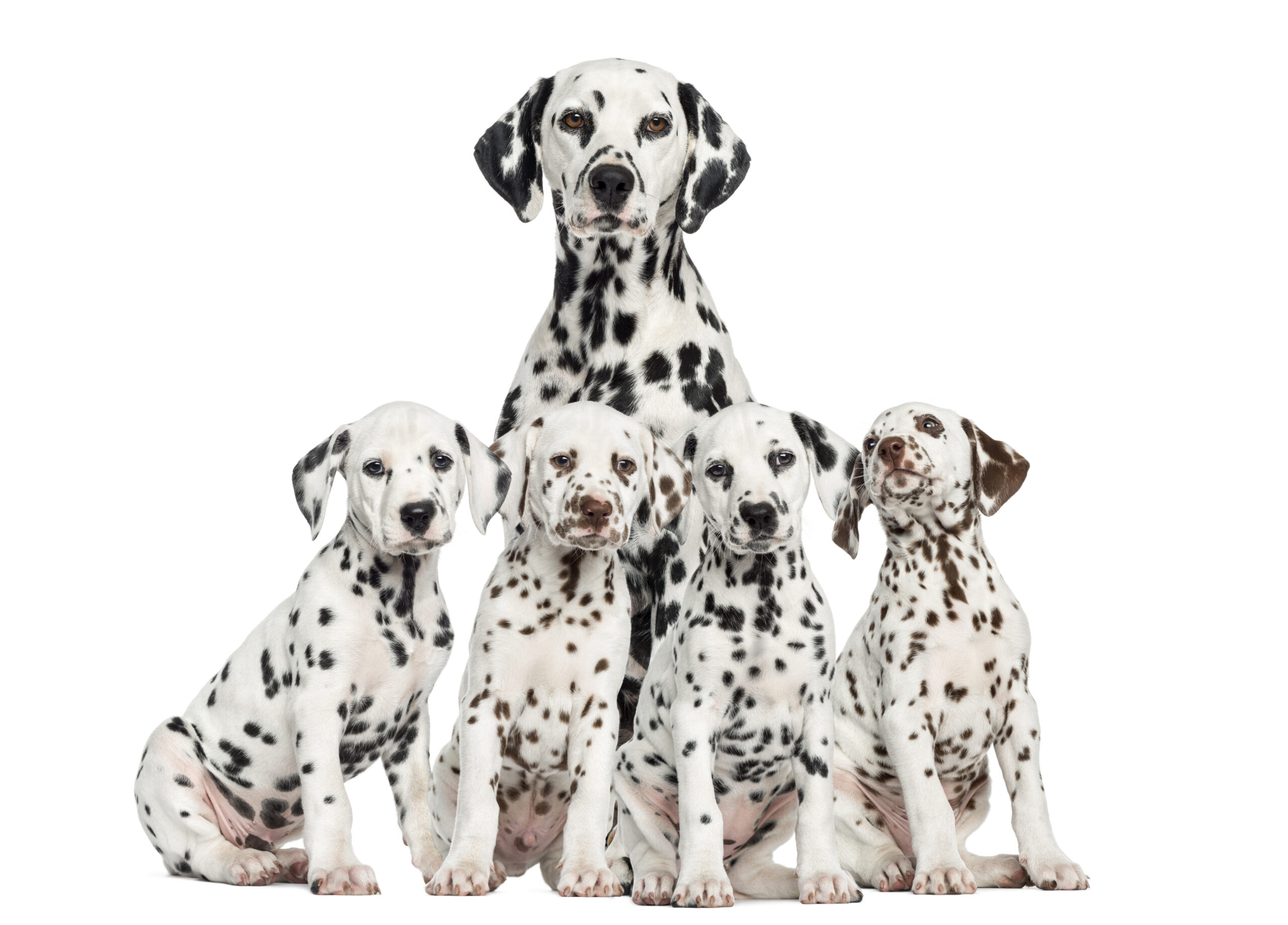 shutterstock_184611326