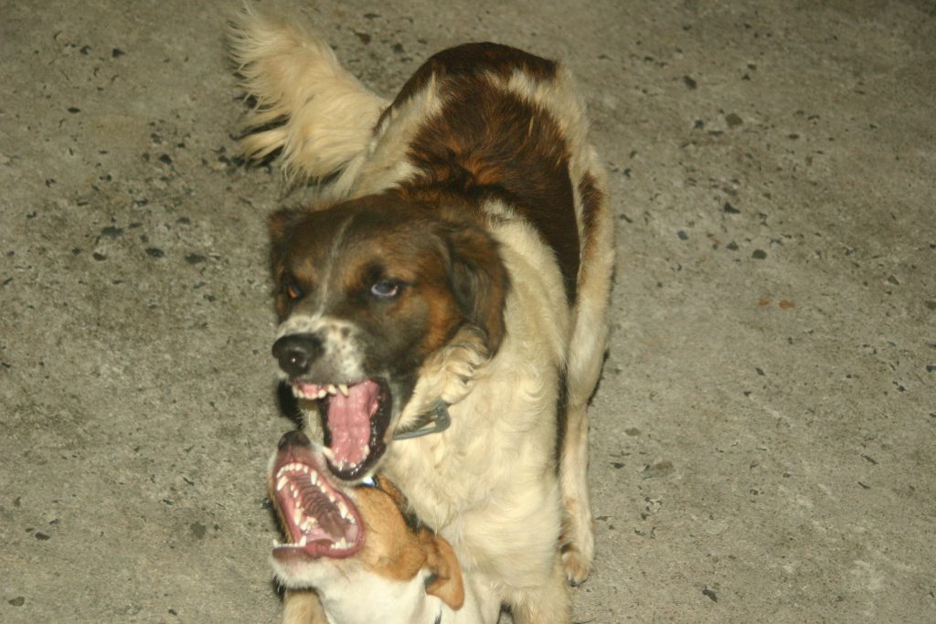 Dog fighting - out of control dogs - owner responsibility