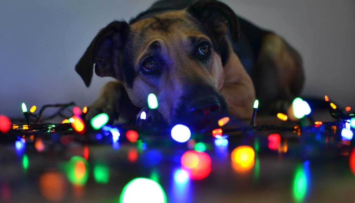 christmas-lights-dog