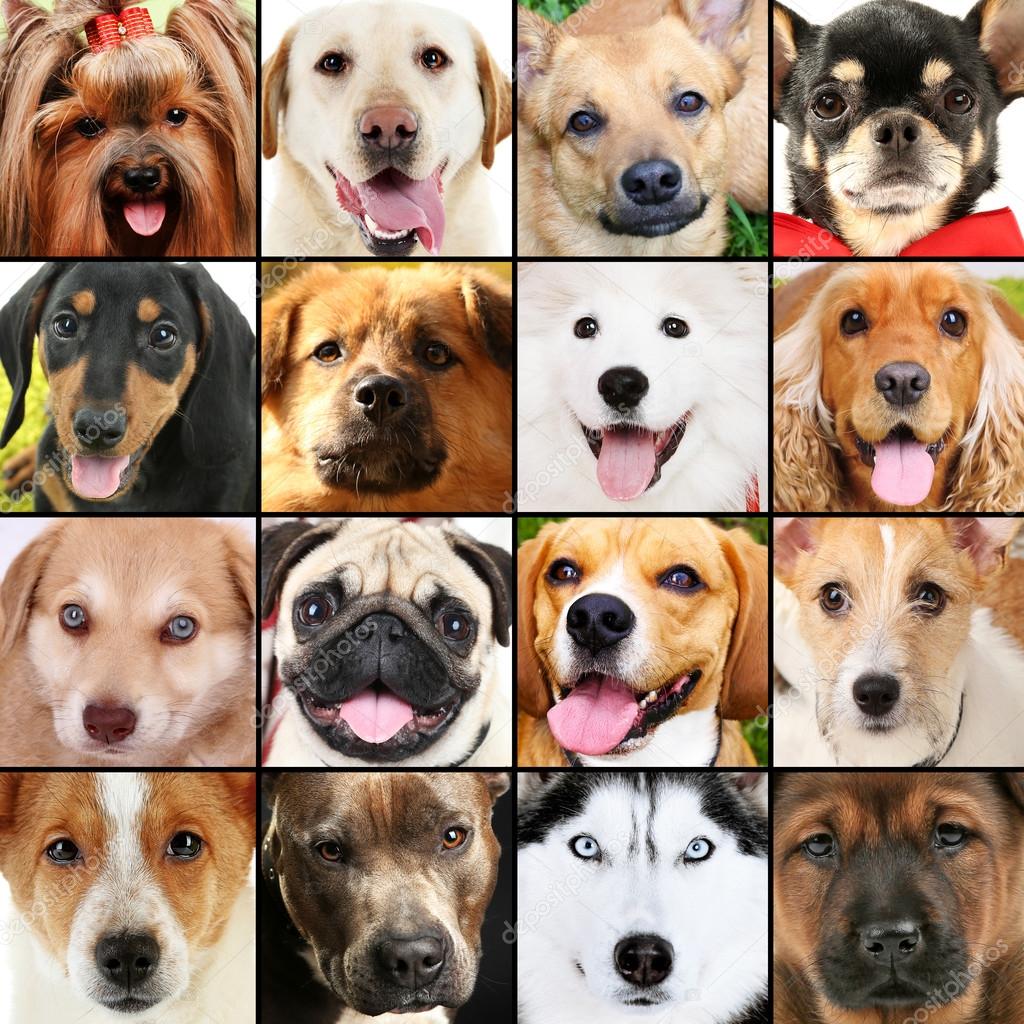 photo-collage-of-different-dogs