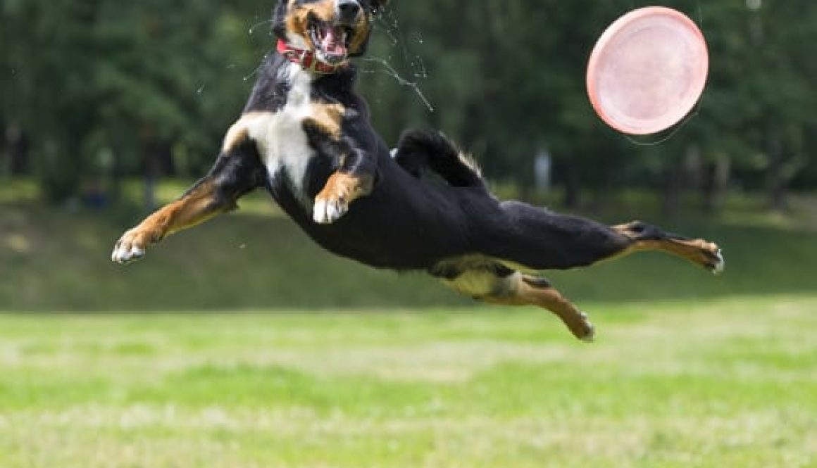 frisbeeDog