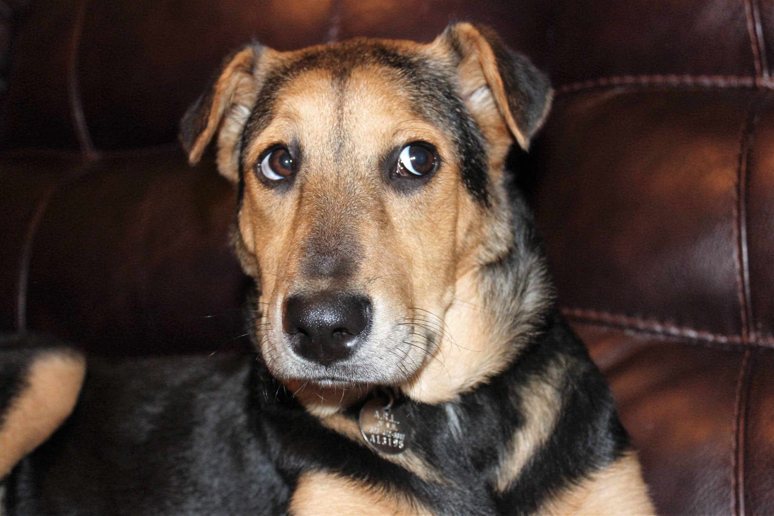 puppy-dog-mammal-vertebrate-dog-breed-animal-shelter-1270114-pxhere.com_