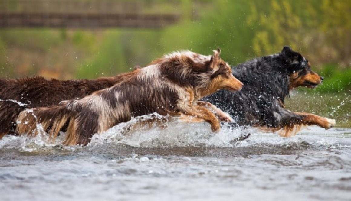 pupsWater