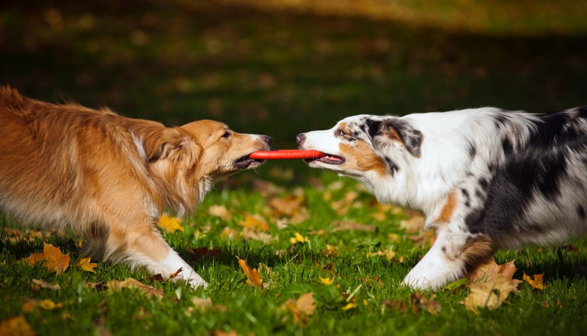 shutterstock_129895793