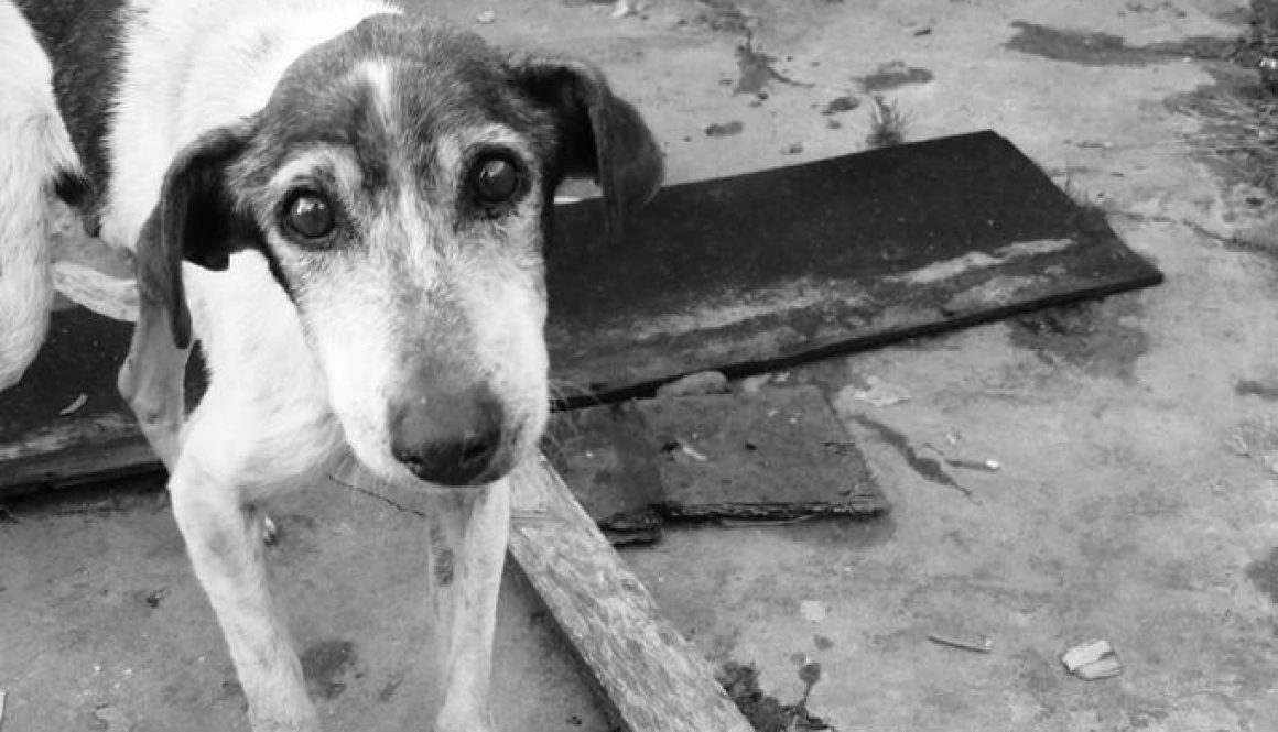 sadDog