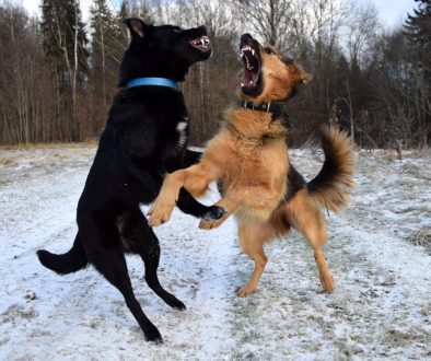 dogs_dogs_playing_fight_friendship_together_fighting_pet_canine-1167657